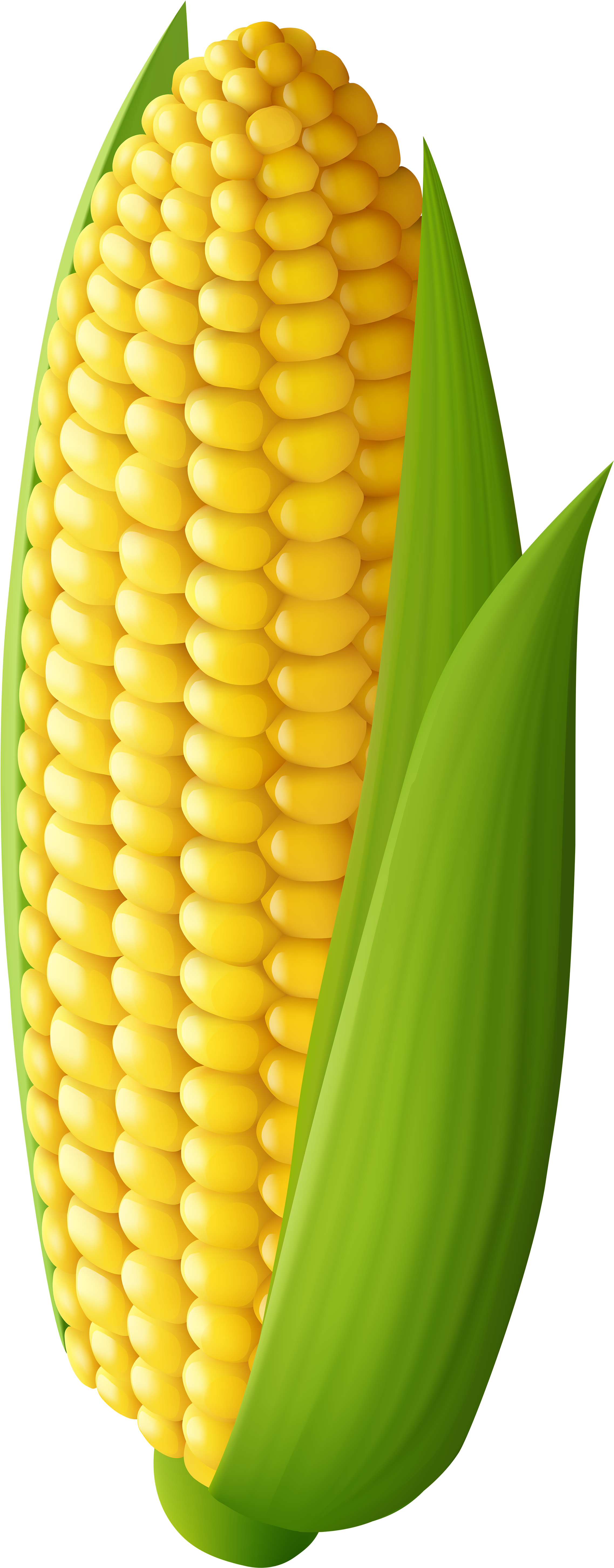Download Corn Transparent Png Clip Art Image Transparent Background Corn Clipart Png Image With No Background Pngkey Com Download Corn Transparent Png Clip Art Image Transparent Background Corn Clipart Png Image With No Background Pngkey Com