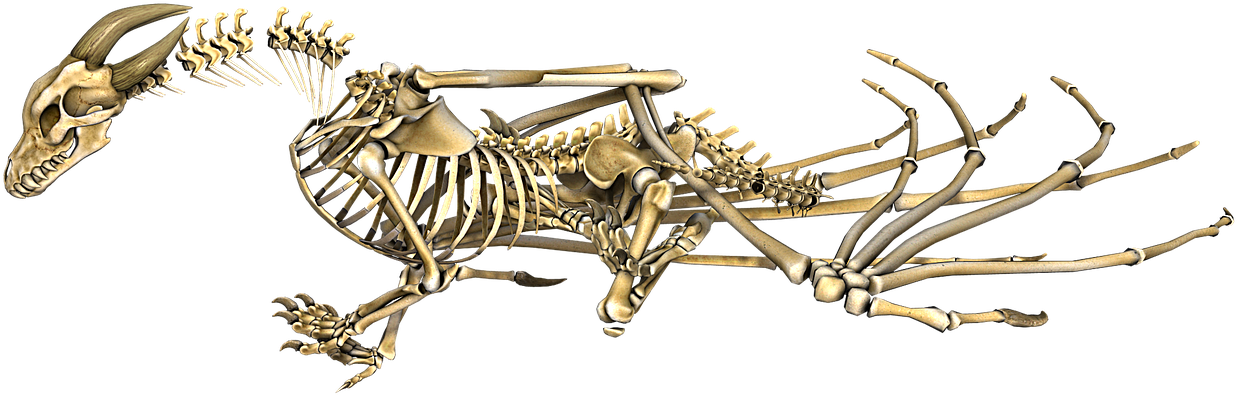 Dragon Skeleton Wings - Dragon Skeleton No Background (1280x711), Png Download