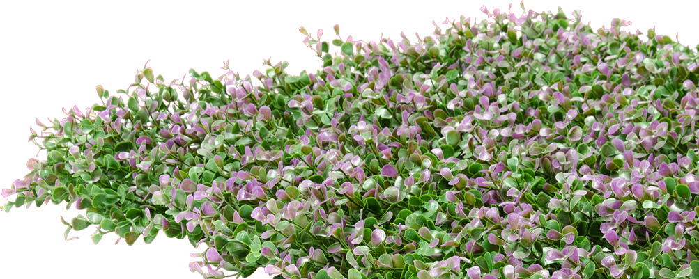 $199 - - English Lavender (1003x401), Png Download