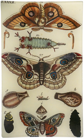 Moths Xxxii Moths Xxxii - Rectangle (500x500), Png Download