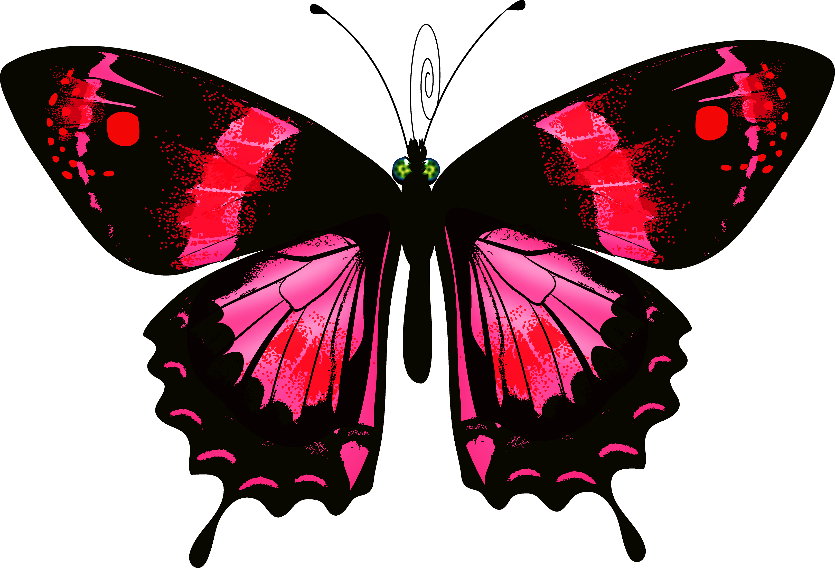 Luna Moth Clipart Transparent - Schmetterling Auf Transparent Hintergrund (3251x2212), Png Download