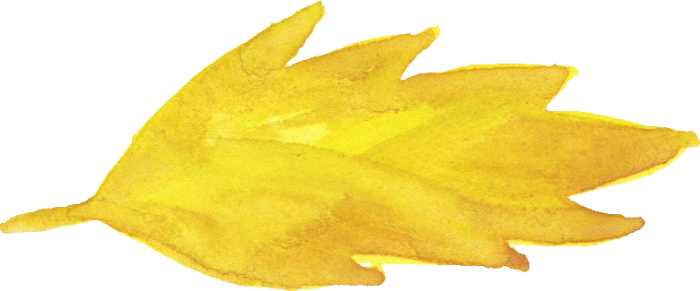 Size 261 Kb 325 - Maple Leaf (780x325), Png Download