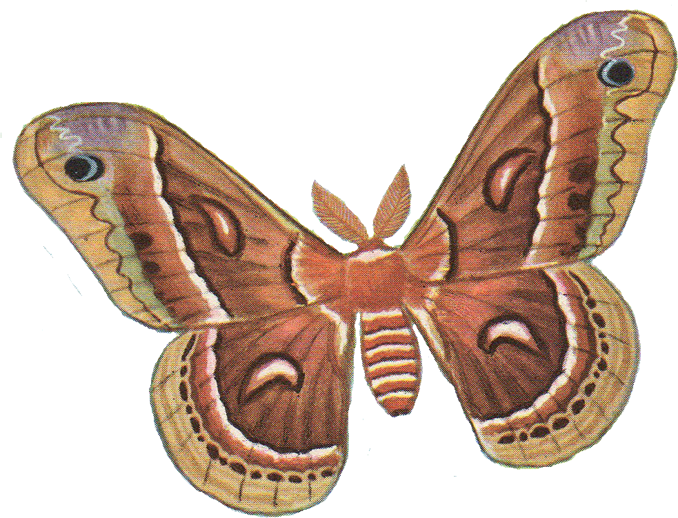 Moth Png Photos - Moth Clipart (997x759), Png Download