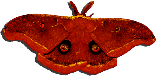 Click And Drag To Re-position The Image, If Desired - Pink And Purple Moth (600x480), Png Download