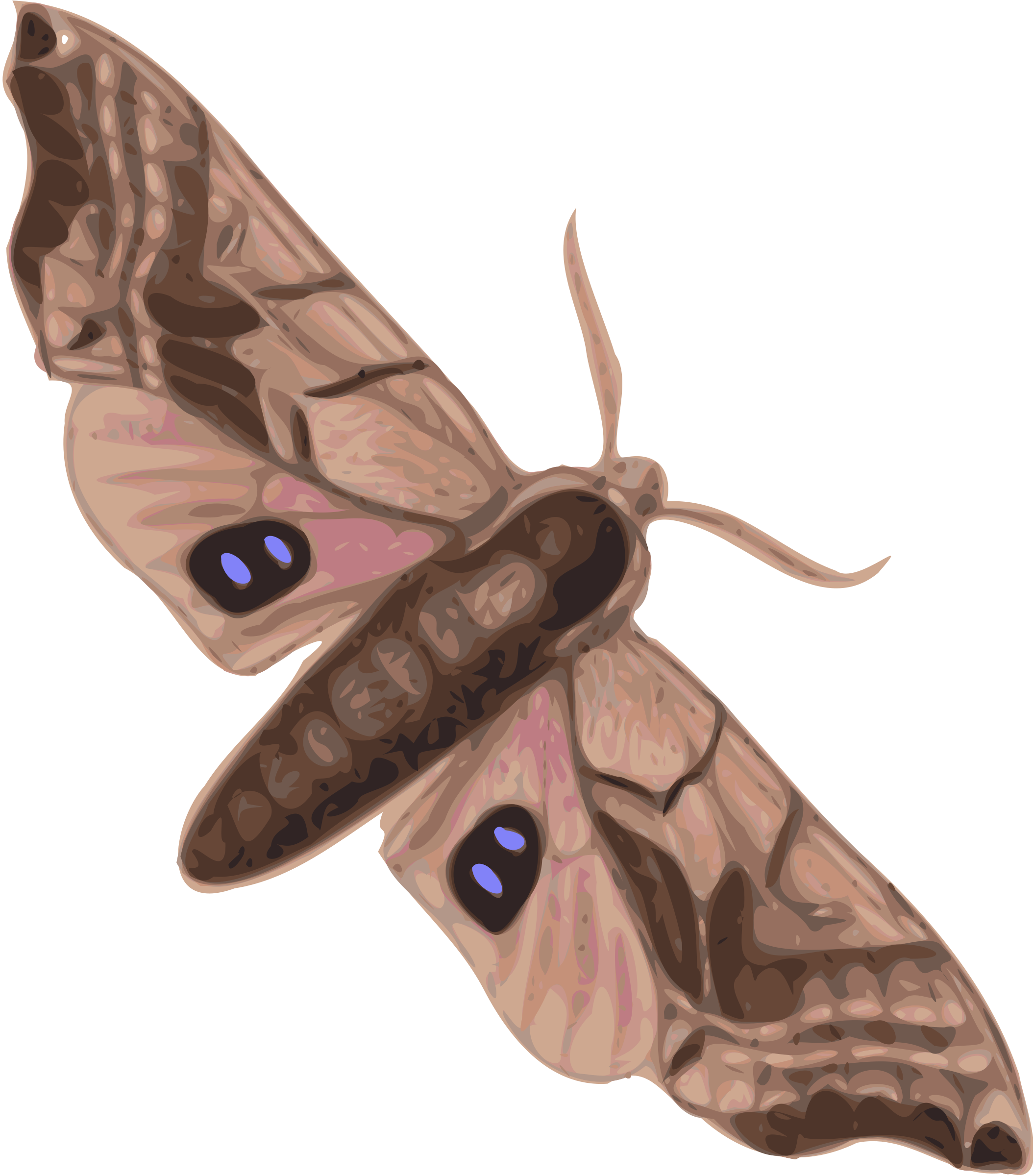 Big Image - Moth Clipart (2108x2400), Png Download