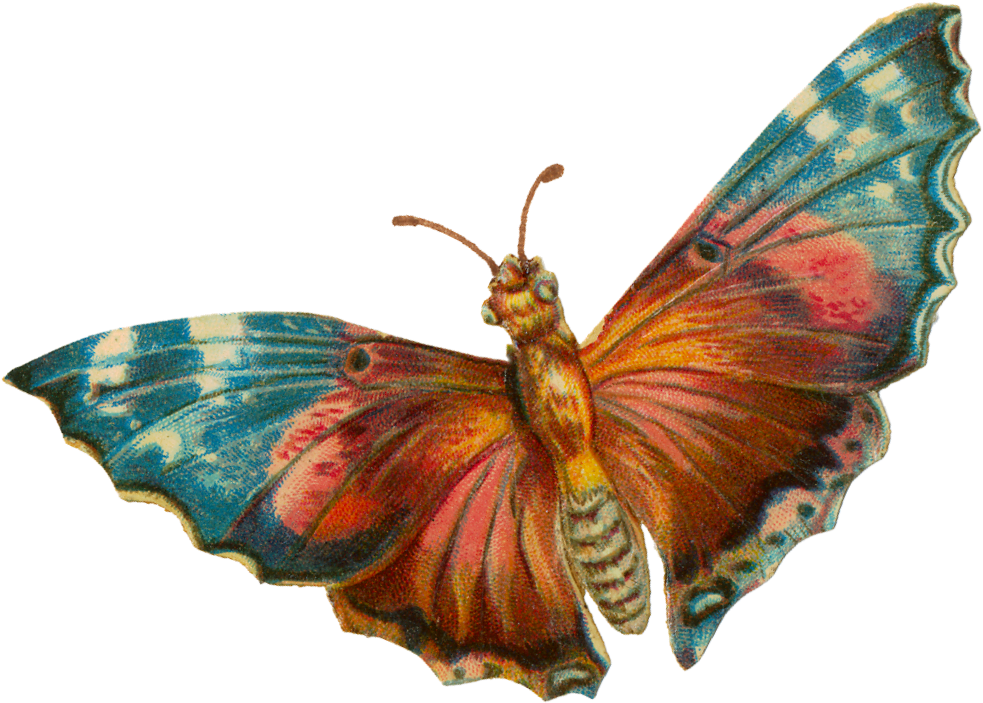 A Terrific Moth For Your Halloween Projects - Vintage Moth Png (1048x758), Png Download