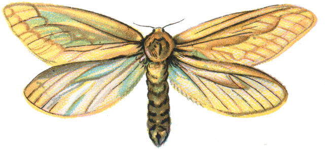 320 × 150 Picsel - Hepialus Humuli (640x301), Png Download