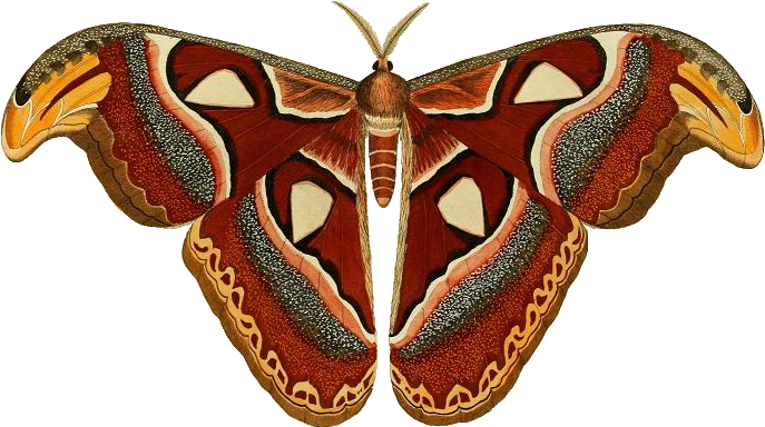 Attacus Atlas Ill - Atlas Moth Png (686x401), Png Download
