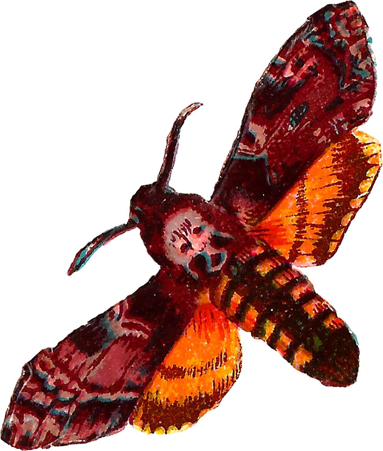Shabby Moth Images - Death Head Moth Png (1368x1600), Png Download