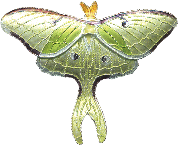 Luna Moth Pin (900x900), Png Download