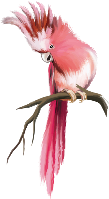 Яндекс - Фотки - 鸚鵡 插畫 (438x800), Png Download