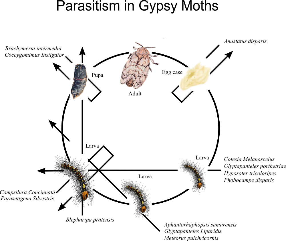 Parasitism In Gypsy Moths - Phases Of A Moth (1000x842), Png Download