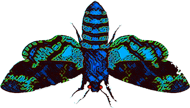 Diane Wrote - - Splintered Morpheus Moth (633x362), Png Download