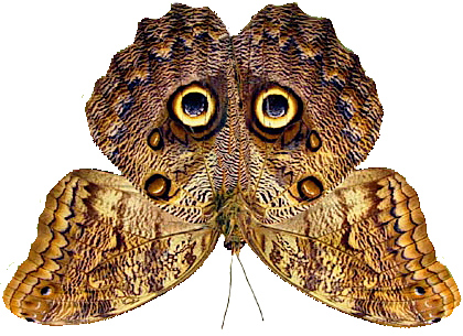 Owl Butterfly4 - Owl Butterfly Camouflage (420x305), Png Download