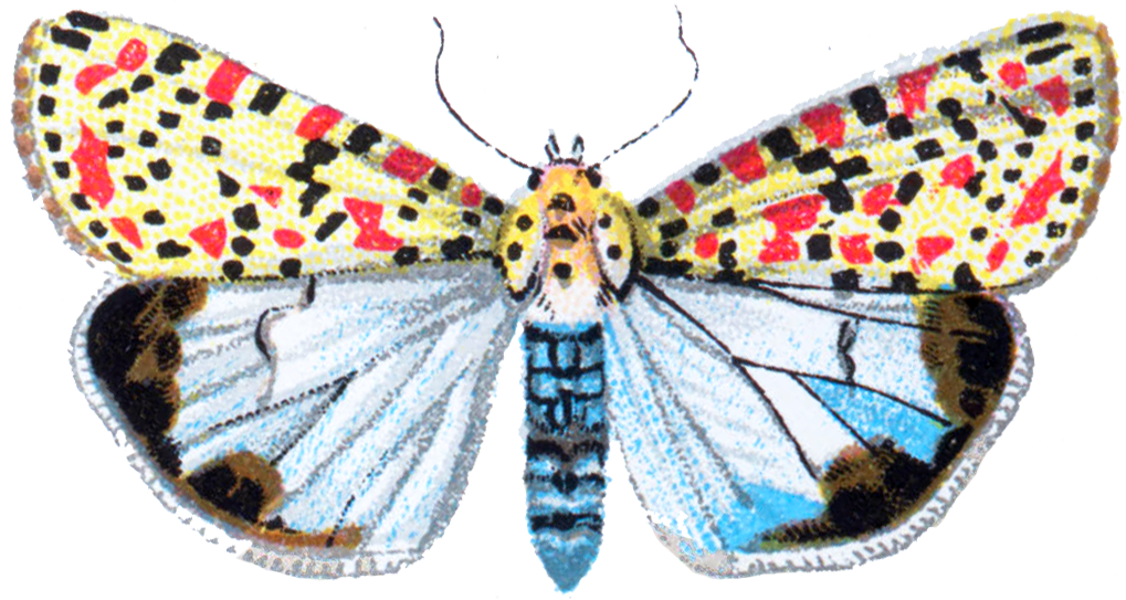 Deiopeia Pulchella Moth 001 - Portable Network Graphics (1019x543), Png Download