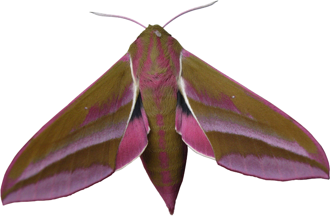 Liked Like Share - Large Elephant Hawk Moth (1167x754), Png Download