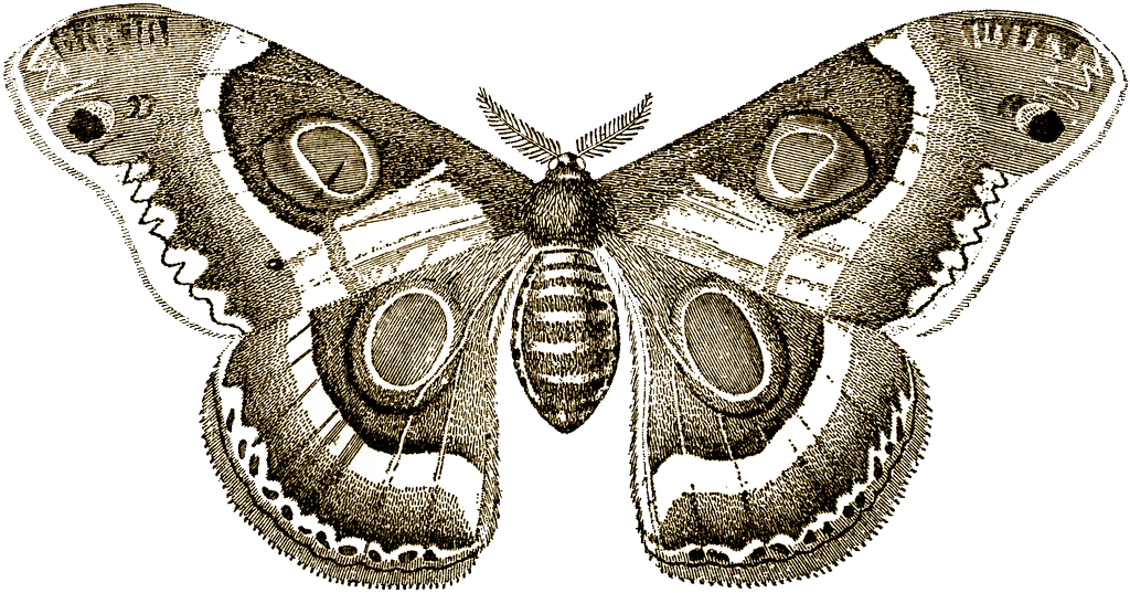 {click On Png Image To Download/save} - Giclee Painting: Illustration Of Butterflies And Moths, (1024x537), Png Download