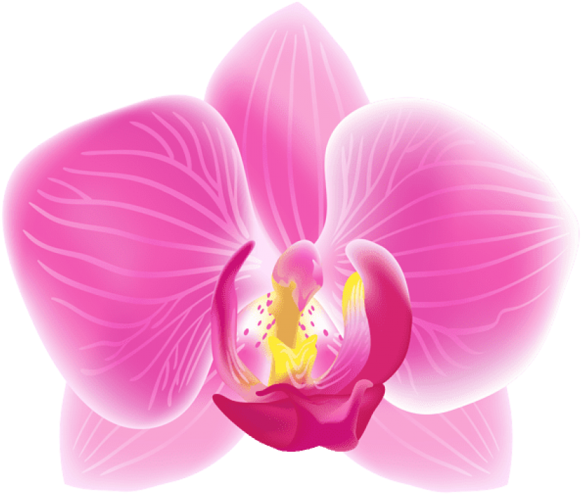 Pink Moth Orchid Transparent Png Clip Art Image - Pink Orchid Clip Art Orchid Petals (600x510), Png Download