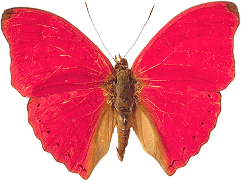 Pink And Red Butterfly (477x359), Png Download