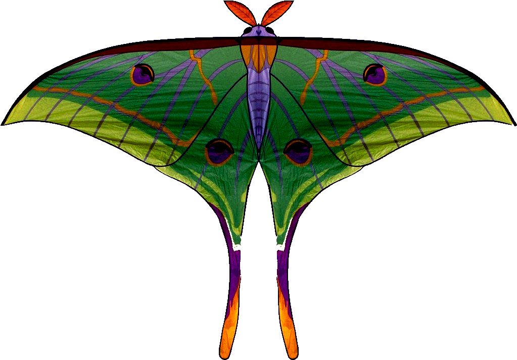 Moths Of Bhutan - Bhutan (1024x1024), Png Download