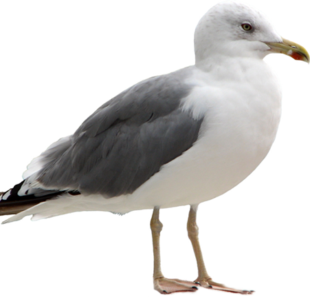 Seagull - Seagull Png (451x431), Png Download