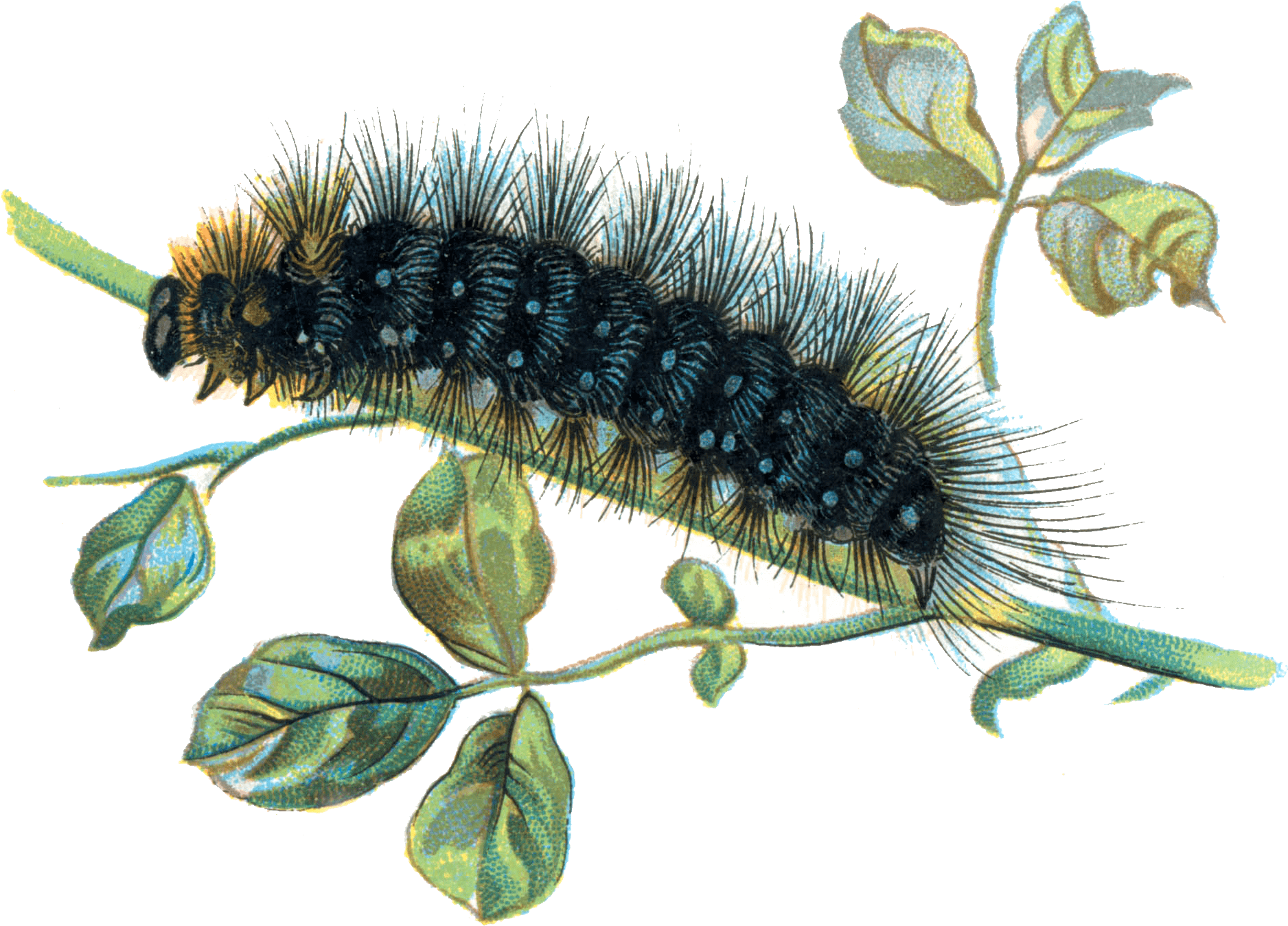 Caterpillar On Branch - Caterpillar Transparent (1889x1348), Png Download