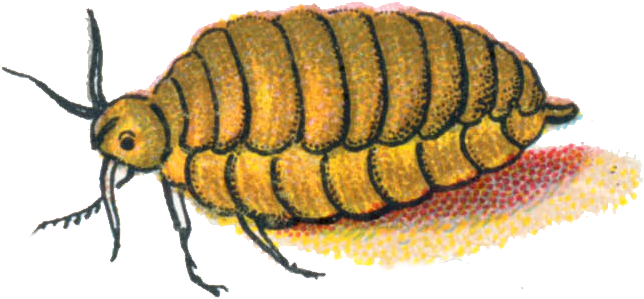 Orgyia Antiqua Female Caterpillar - Beetle (643x311), Png Download