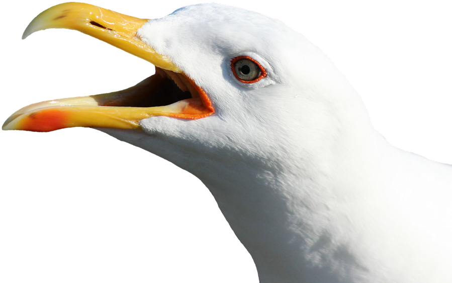 Seagull Cliparts 7, Buy Clip Art - Gulls (899x562), Png Download