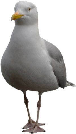 The Seagull - Main Guy & The Other Guys / The Main Guy & (300x500), Png Download