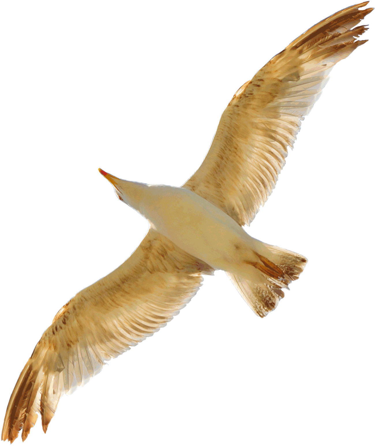 Seagull Png By Evelivesey - Gold Seagull Png (1600x1600), Png Download