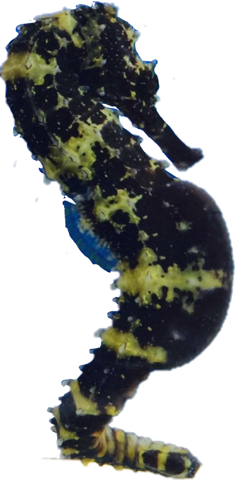 Viceroy (butterfly) (480x980), Png Download