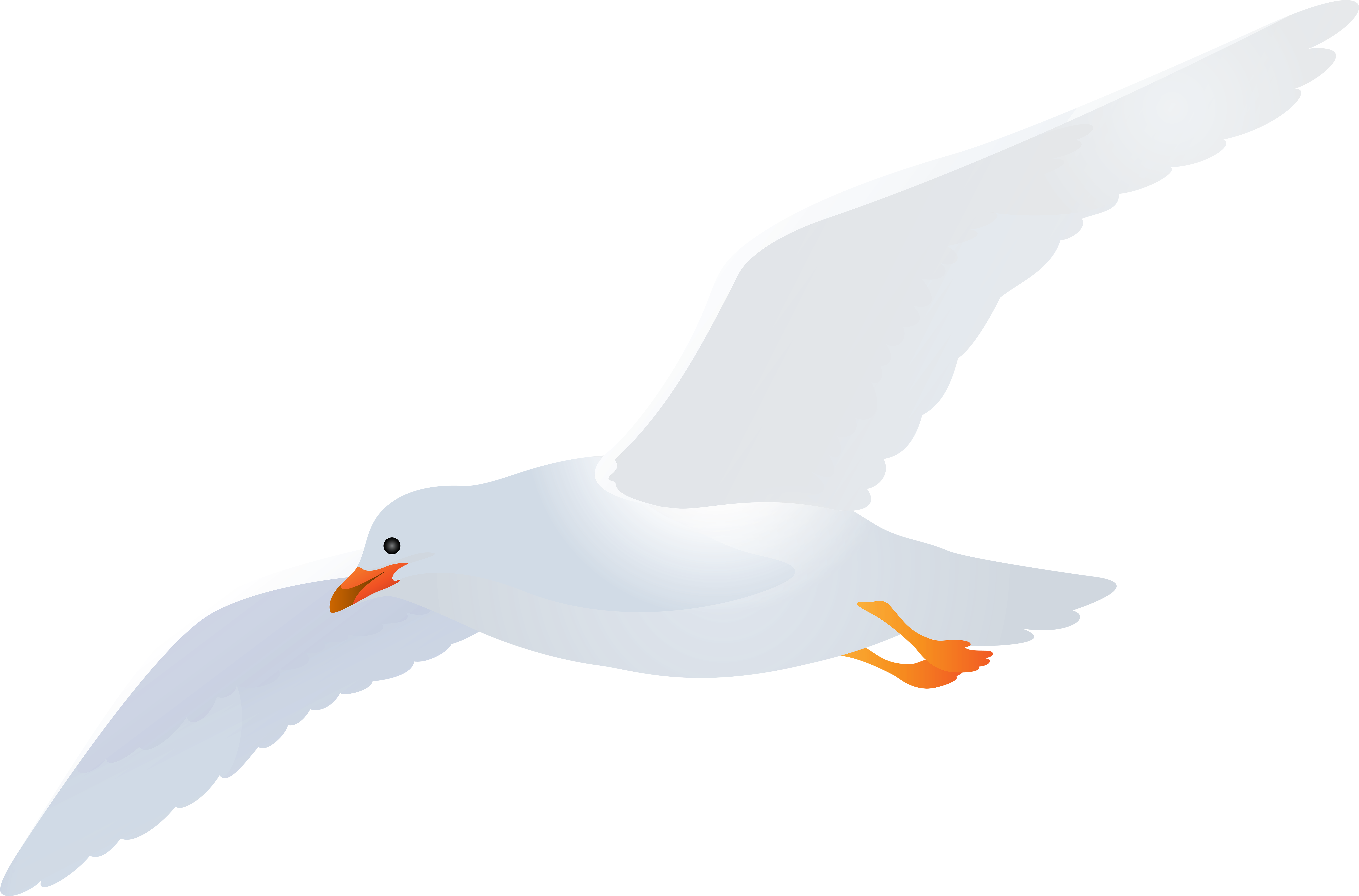 Seagull Transparent (8000x5274), Png Download