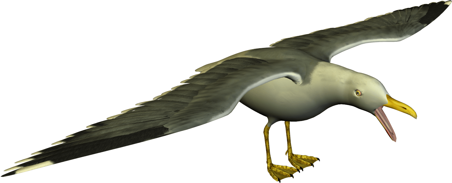Seagull Clipart - Seagull Funny Png (1552x701), Png Download