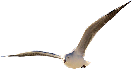Majestic Seagull - Immediate Entourage - Marseille (450x450), Png Download