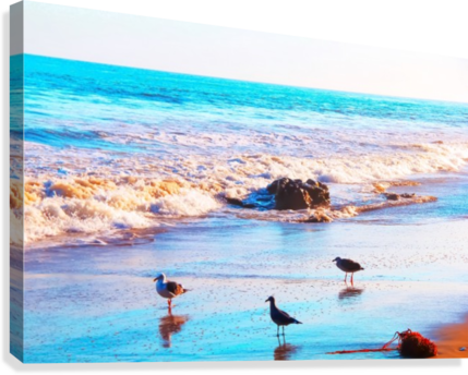 Seagull Bird On The Sandy Beach With Blue Wave Water - Water (429x344), Png Download