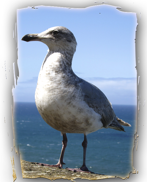 Seagull, Animal, Bird, Ocean, Pacific, Water, Frame - Aves Del Oceano Pacifico (517x640), Png Download