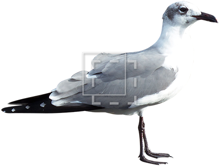 Seagull - Gulls (450x450), Png Download