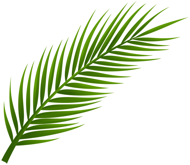 More Information - Palm Tree Leaf Png (618x539), Png Download