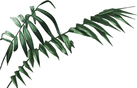 Download Jungle Transparent Leaves - Jungle Leaves Png PNG Image with