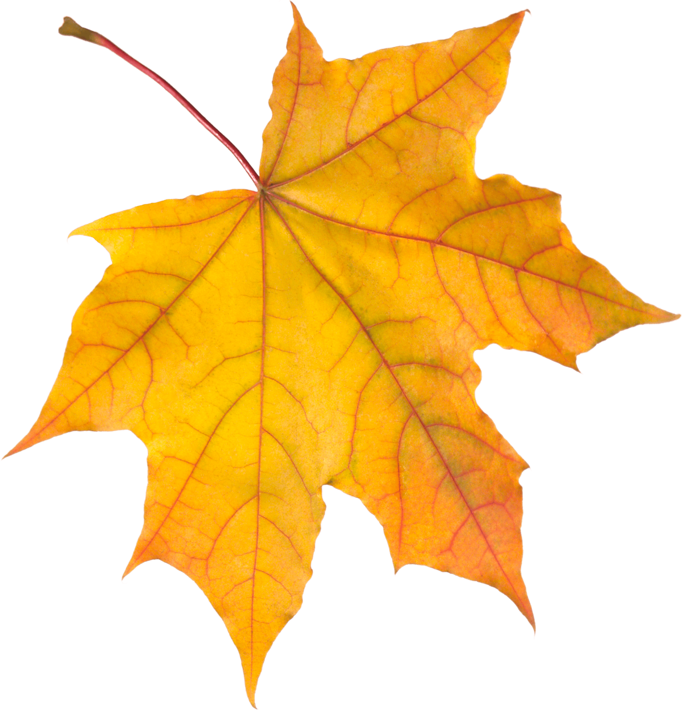 Autumn Leaves Png (2348x2436), Png Download