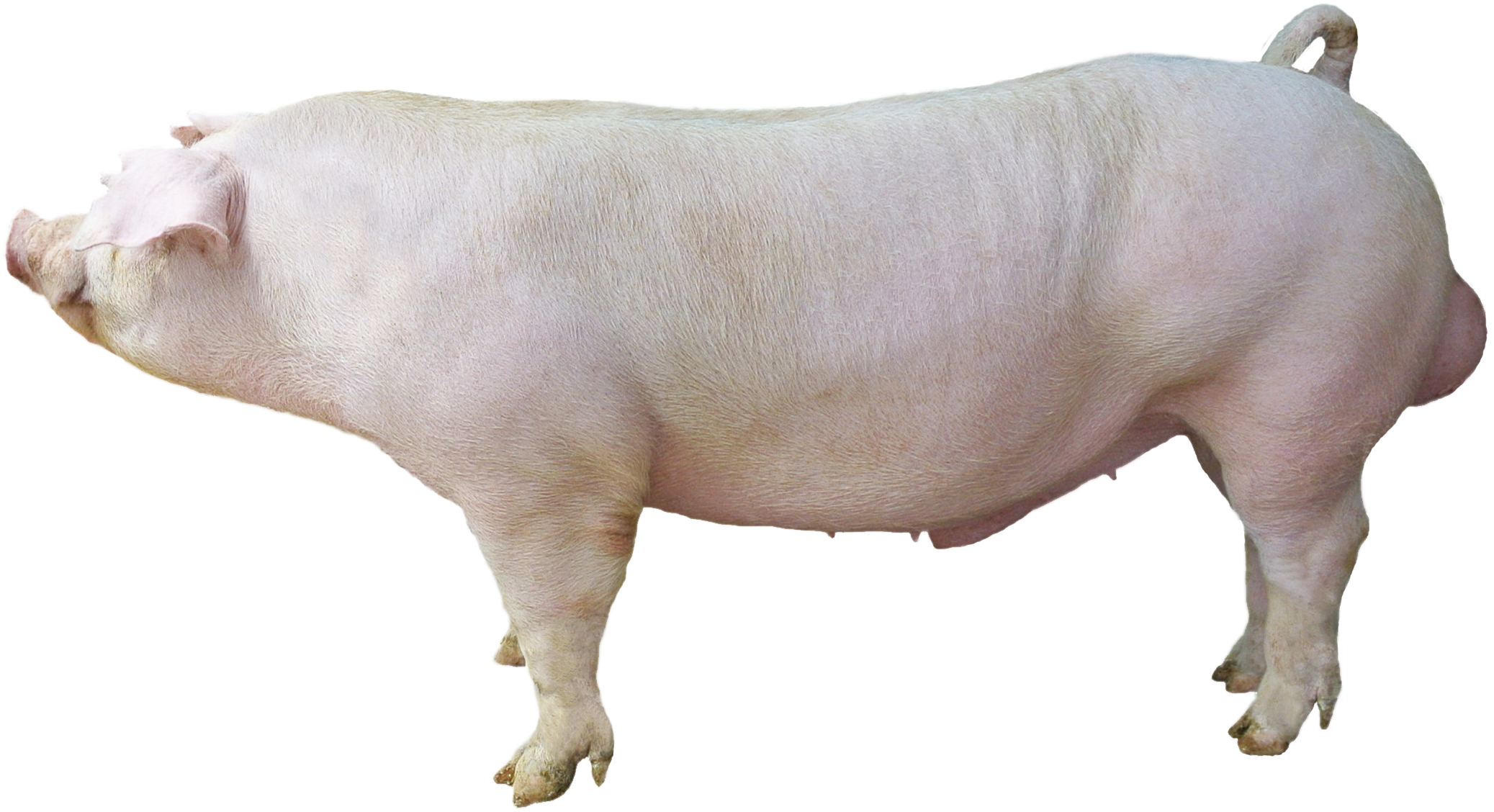 Дюрок порода свиней. Поросята дюрок +белая крупная белая. Порода свиней белый дюрок. Хряк ландрас. Прозрачная свинья