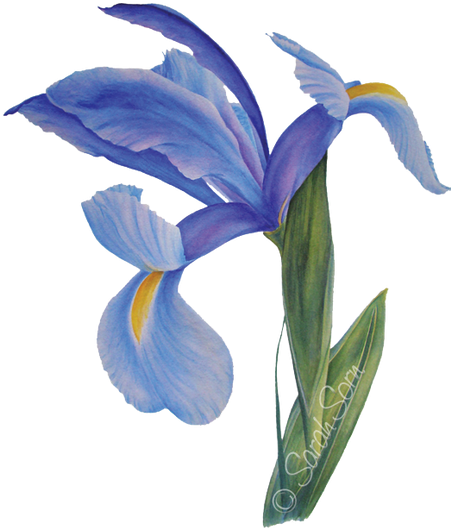 Picture - Watercolor Painting (450x545), Png Download