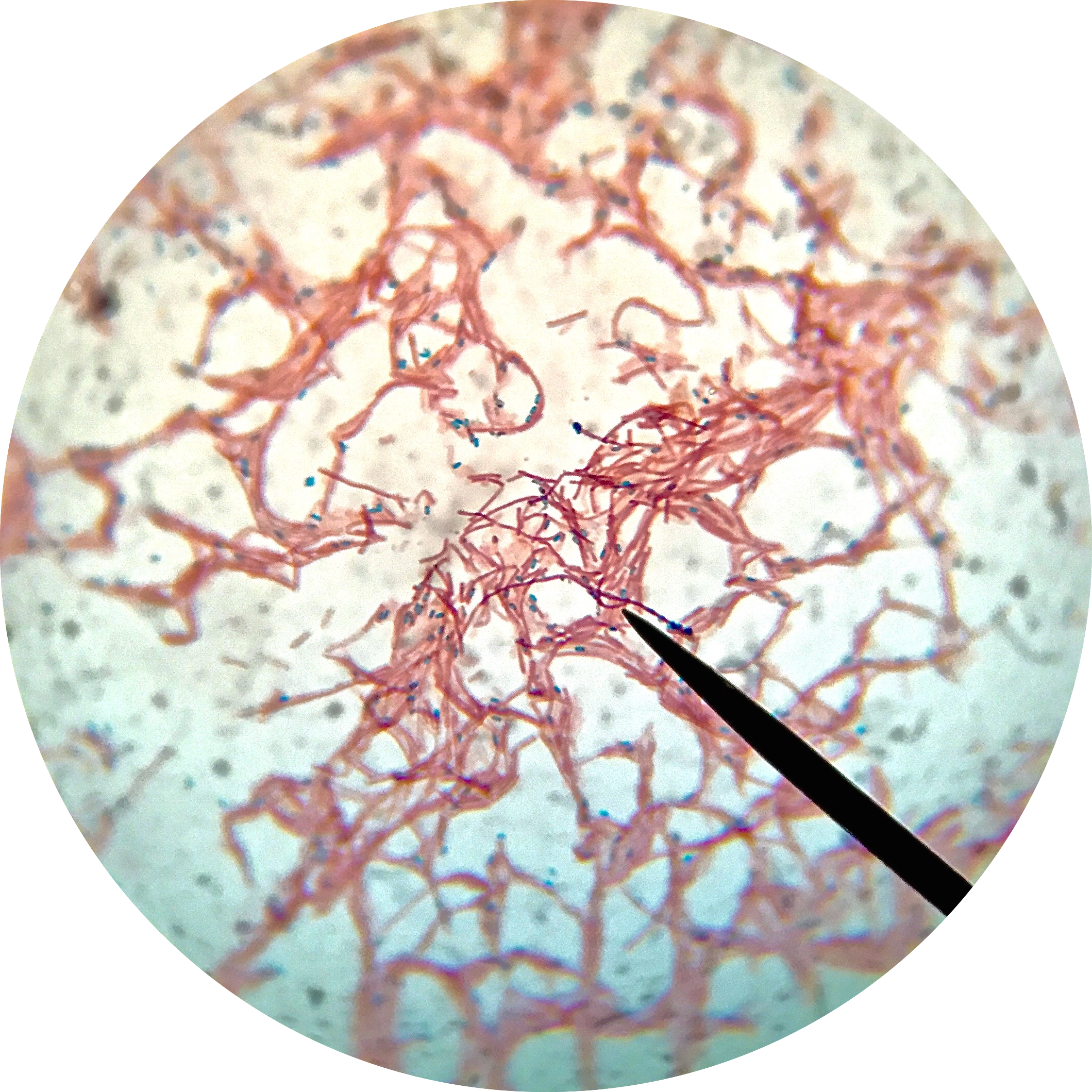Bacillus Subtilis Endospore Stain - Endospore Stain Under Microscope (2119x2119), Png Download