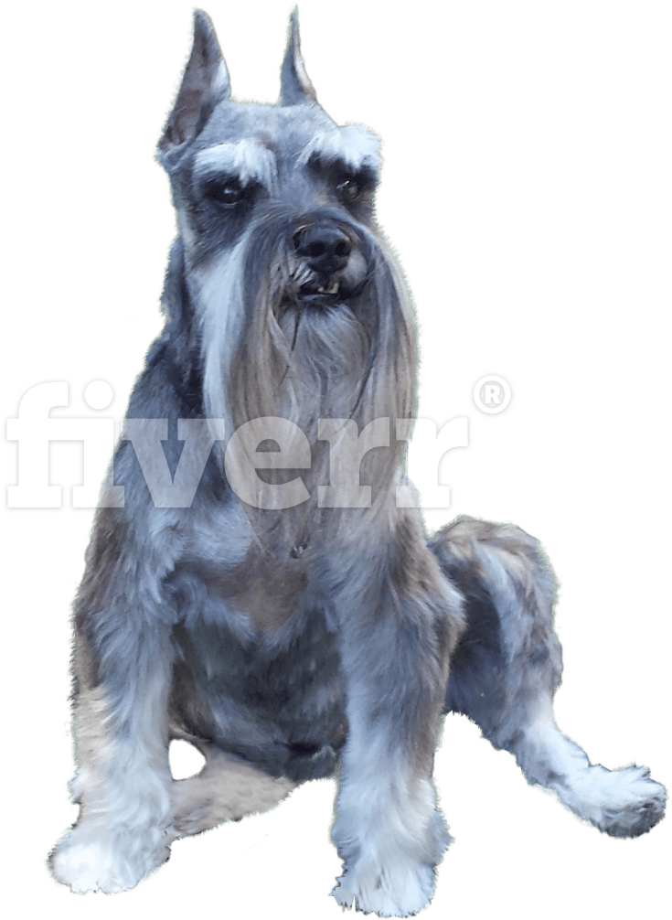 Santa Barbara (1200x1310), Png Download