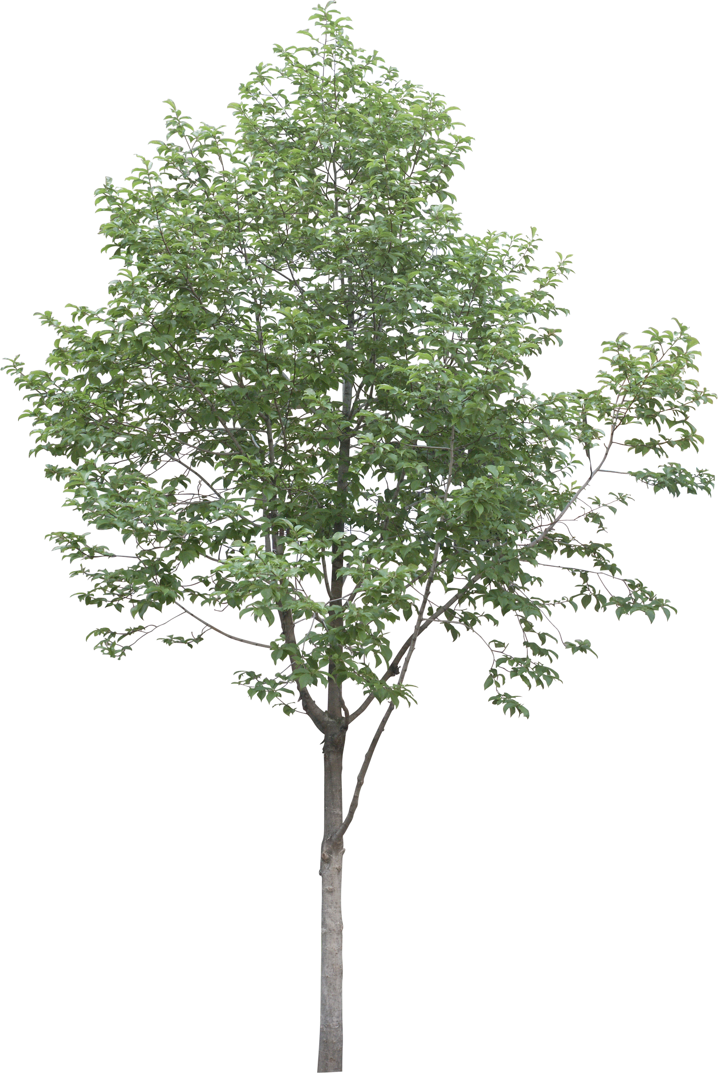 free png tree architecture
