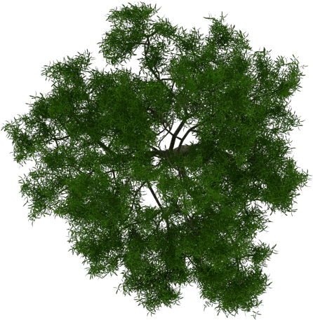 Arbol 1 - Maple Tree White Background (700x500), Png Download