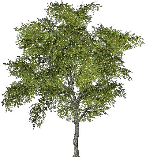 3d Trees - Tabebuia - Ginkgo Biloba Tree Png (750x527), Png Download