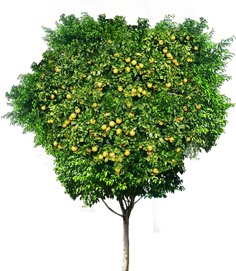 Free Arboles Png - European Plum (538x539), Png Download