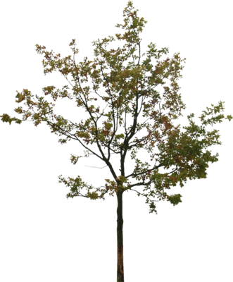 A Tree Psd - Fallout 4 Ps-4 D1 Uk Multi Deutsch Playstation 4 (331x400), Png Download