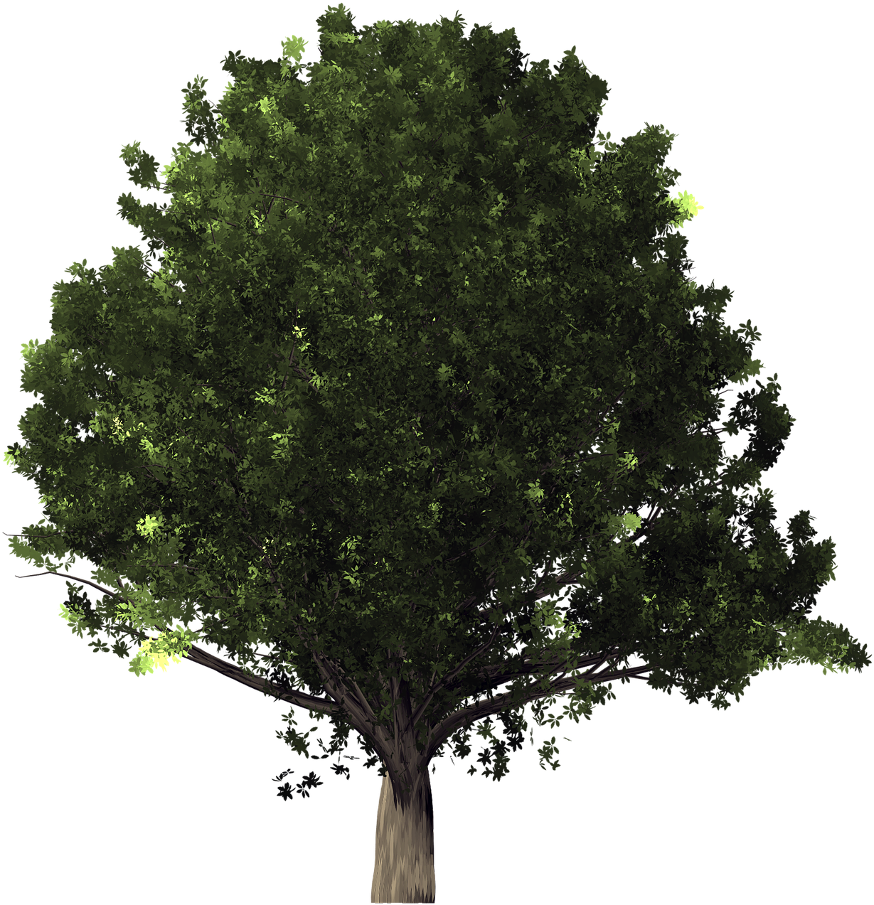 Desktop Wallpaper Tree Clip Art - Tree Transparent (1280x1280), Png Download